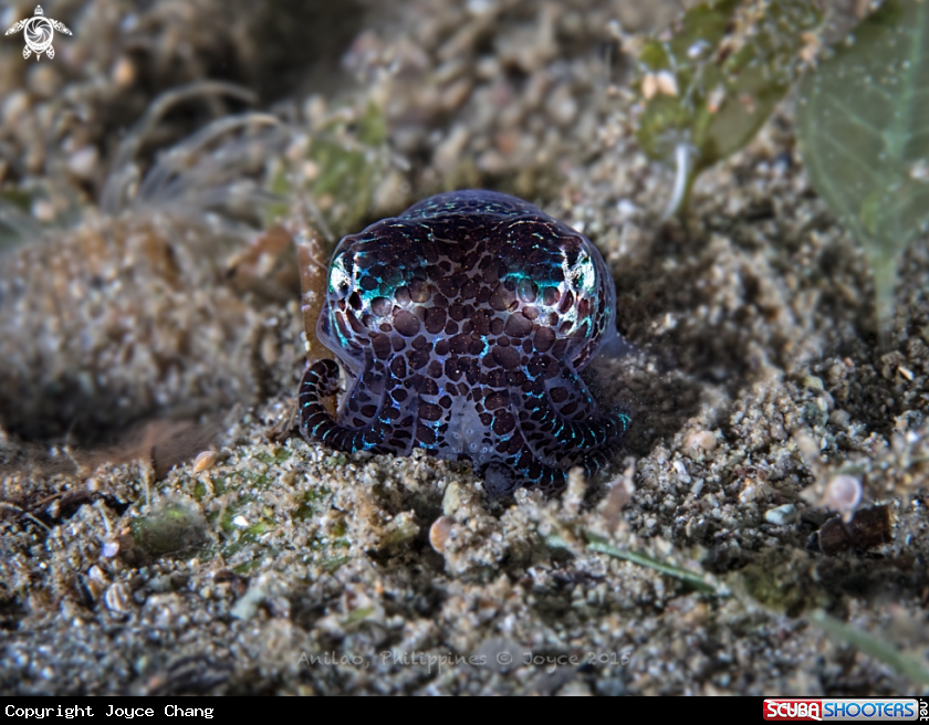 A Bobtail Squid