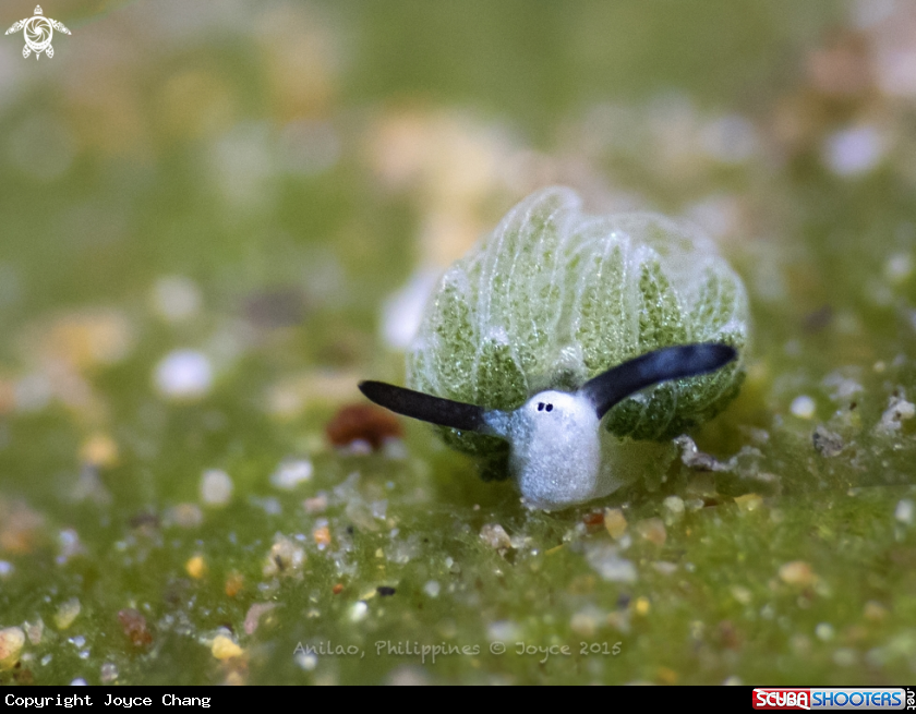 A Sheep Nudi