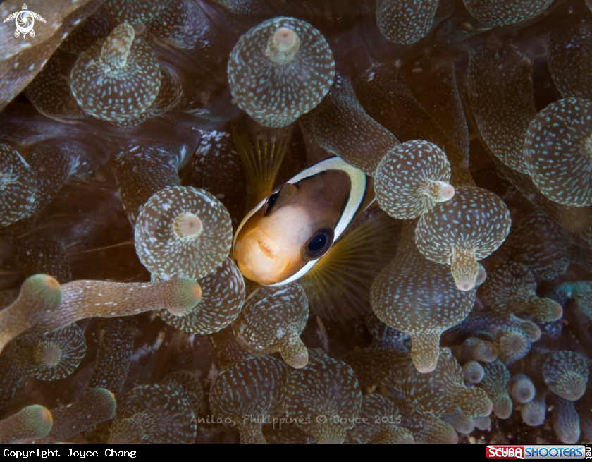 A Clownfish