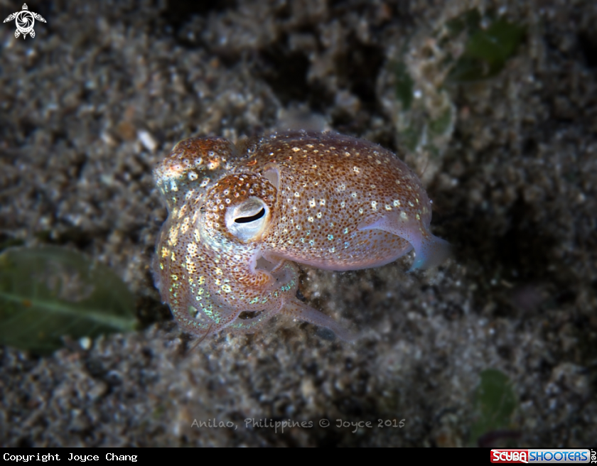 A Bobtail Squid