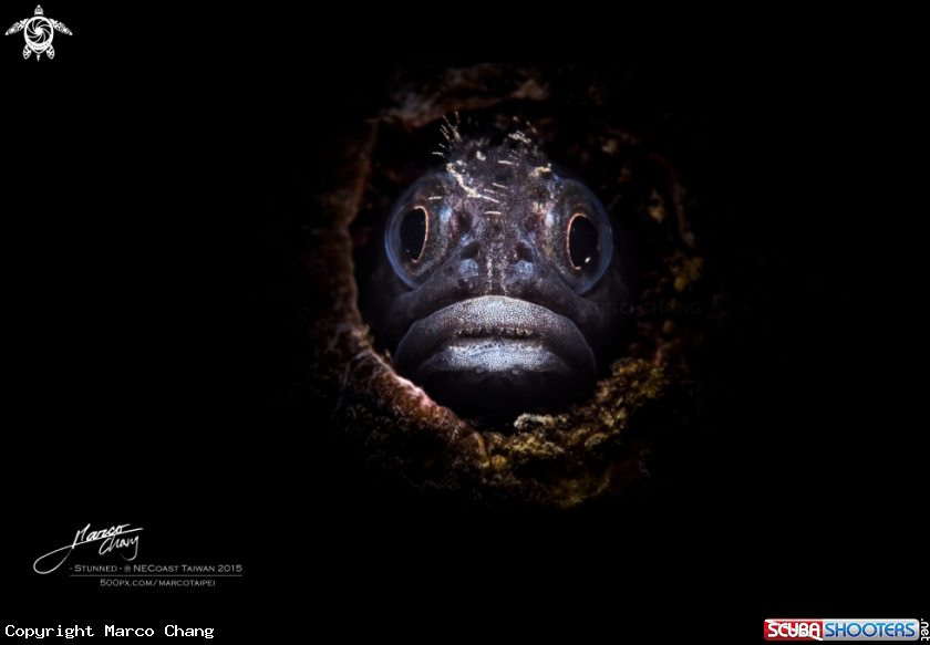 A blenny fish