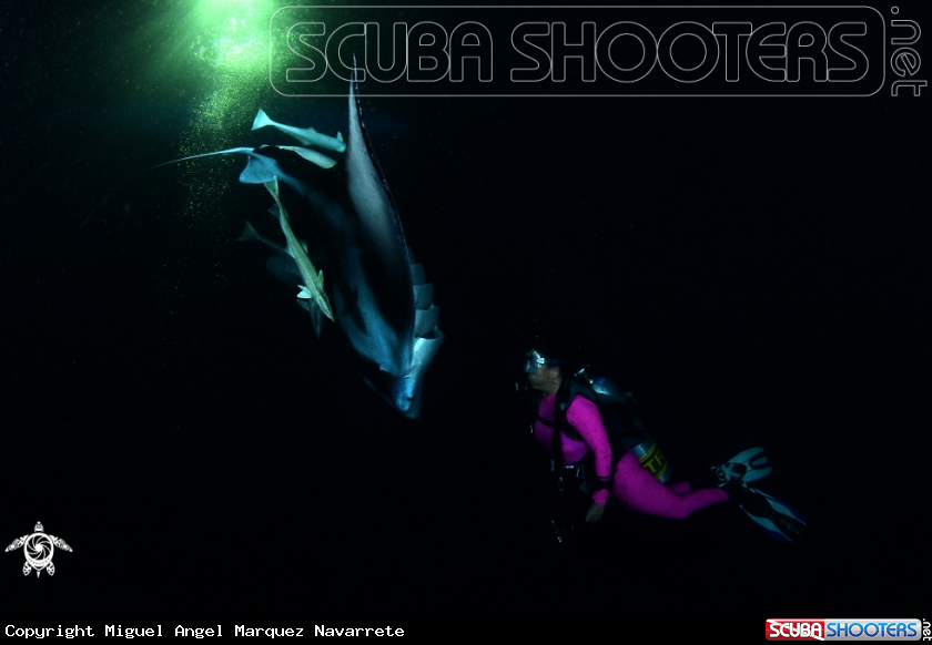 A Manta 