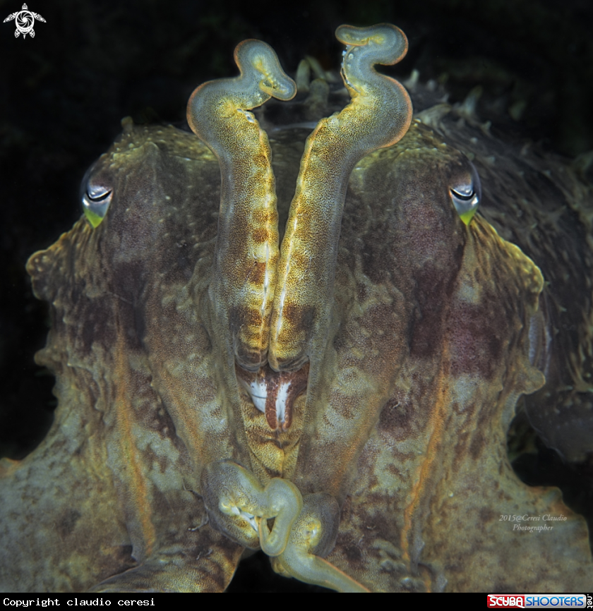 A giant cuttlefish