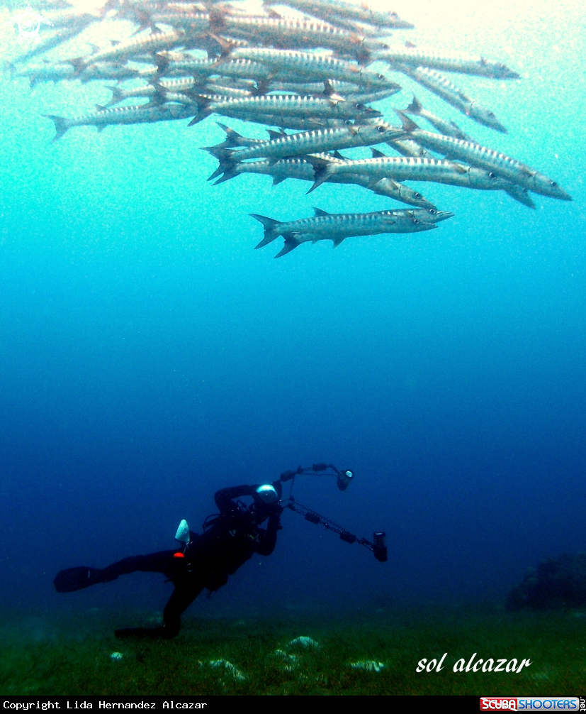 A barracuda