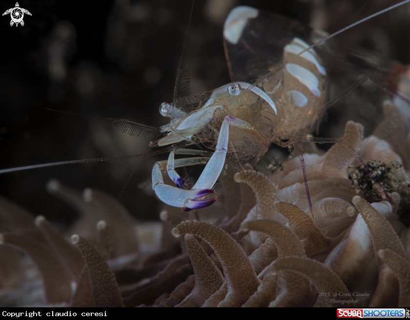 A attinia shrimp
