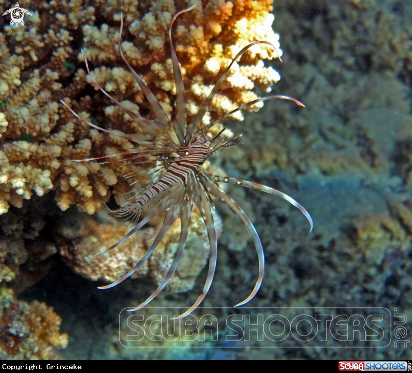 A Radial Firefish
