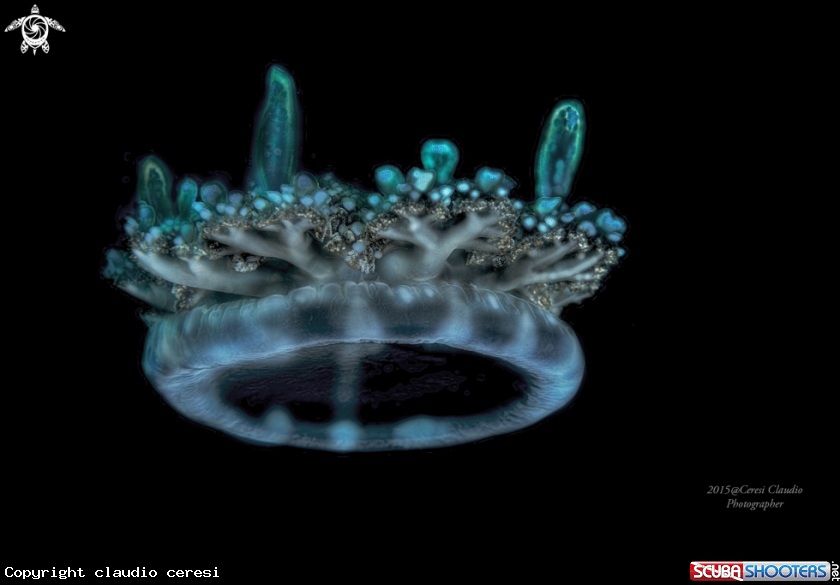 A Cassiopea andromeda 