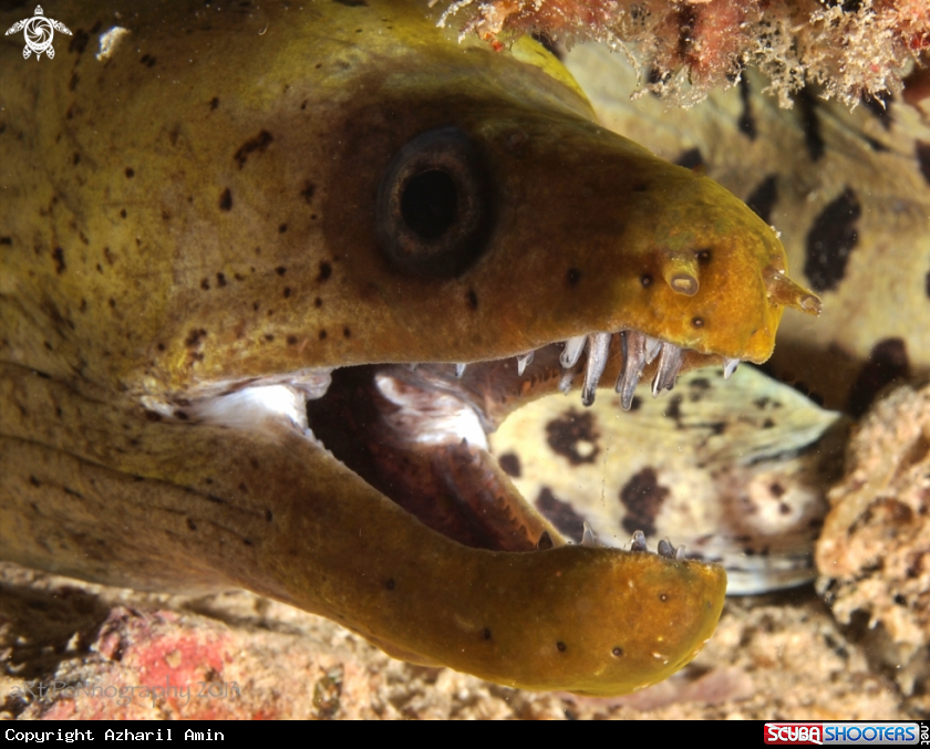 A Moray Eel