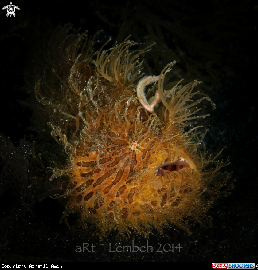 A Frogfish