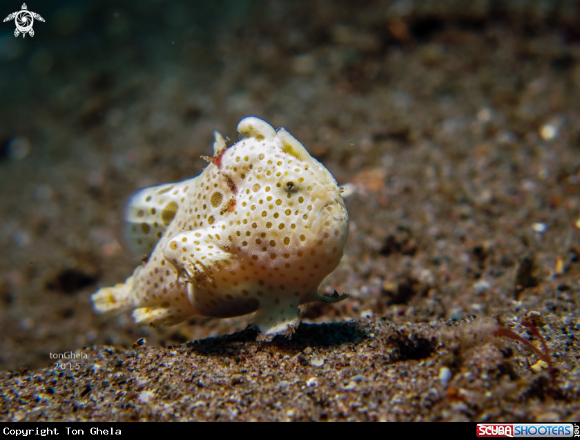 A Juv. Frog fish