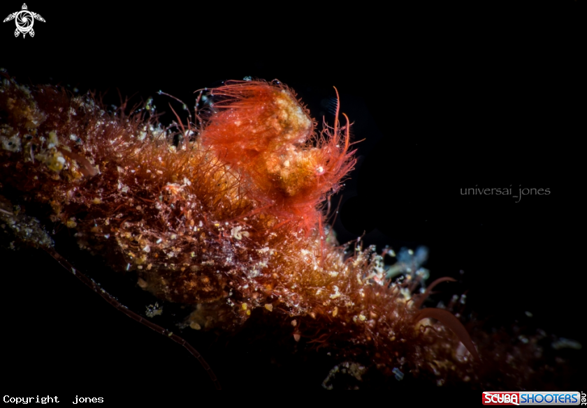 A Hairy Shrimp (red)