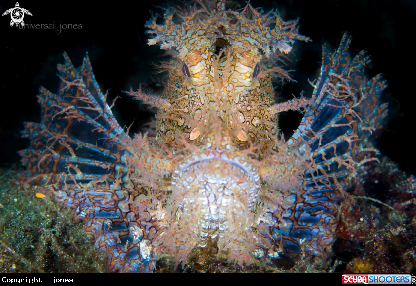 A Lacey Scorpion Fish