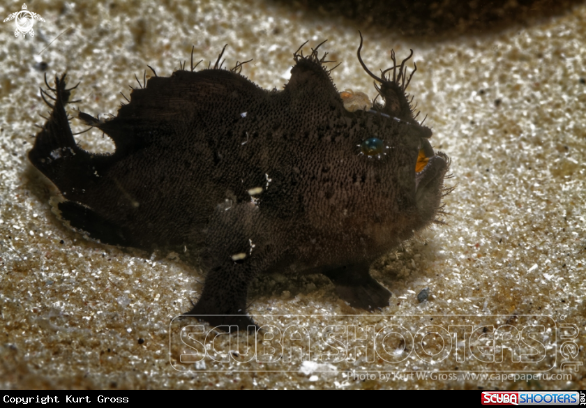 A Hairy Froggfish