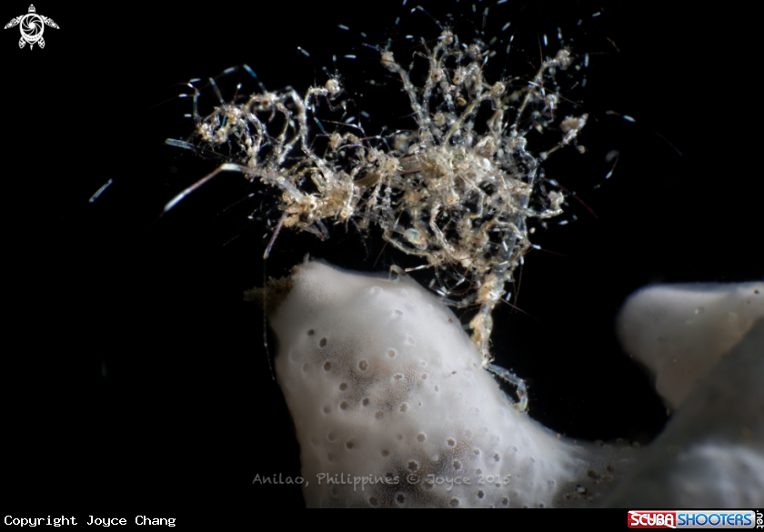 A Skeleton Shrimp