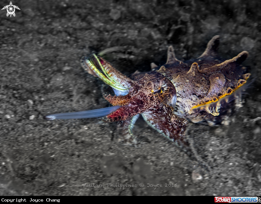 A Flamboyant Cuttlefish