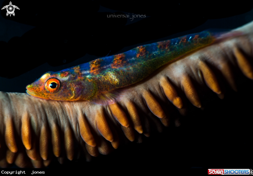 A Whip Coral Shrimp