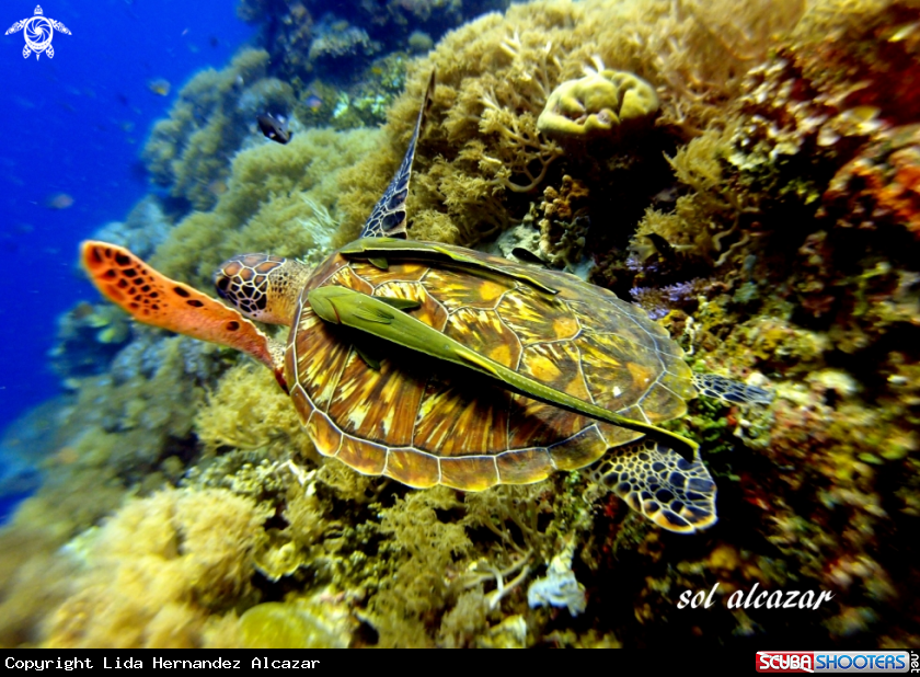A green turtle