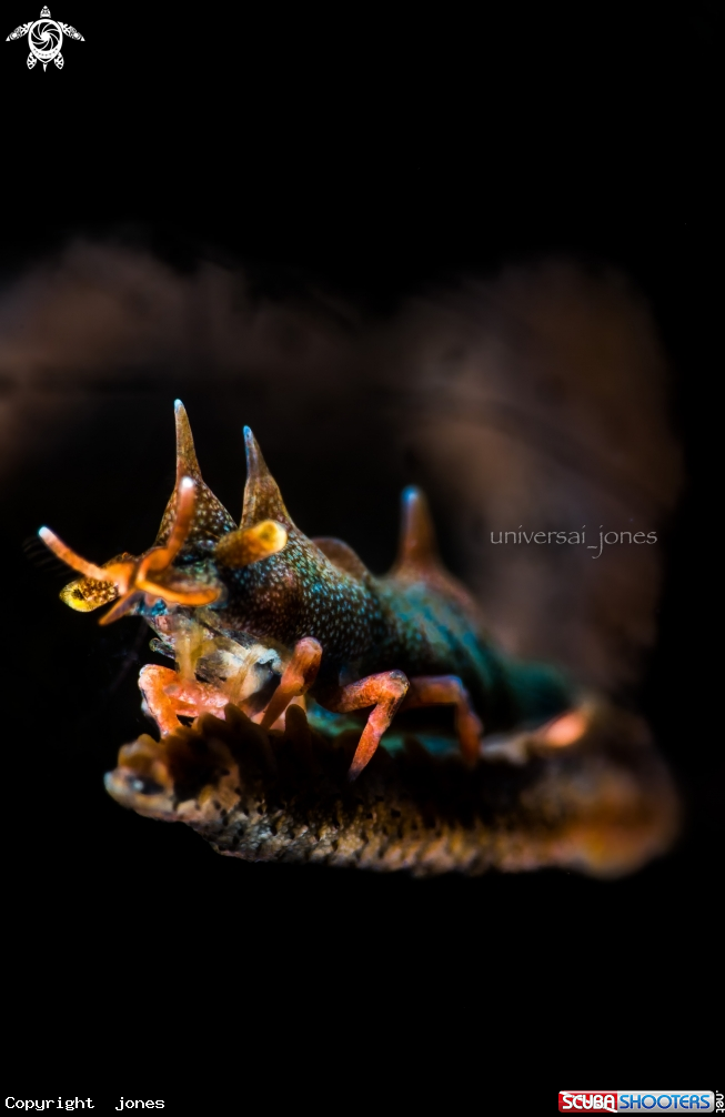 A Dragon Shrimp