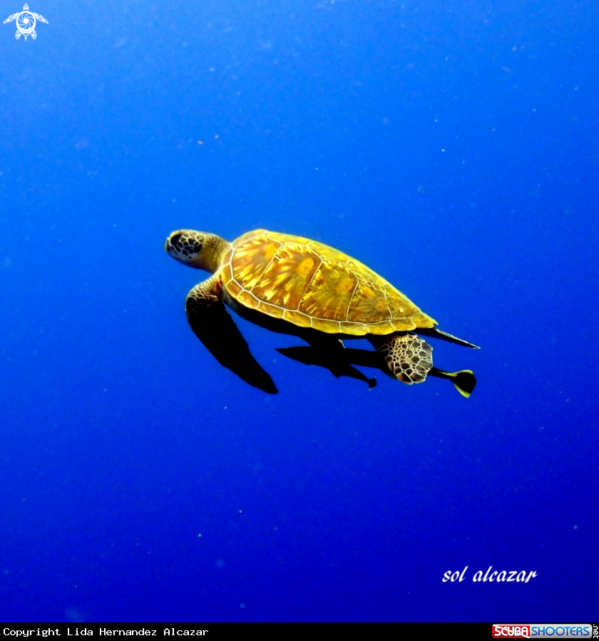 A green turtle