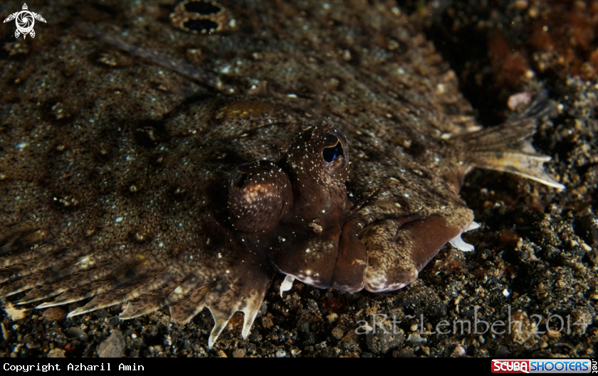 A flounder