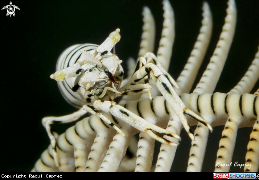 A Commensal shrimp