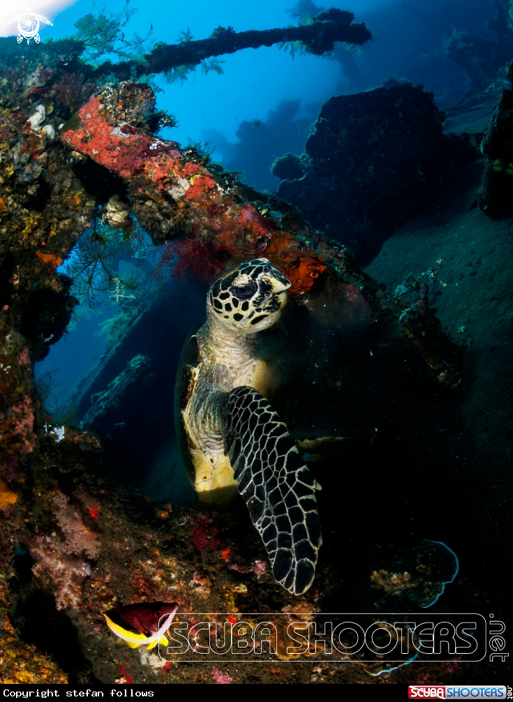 A Hawksbill Turtle