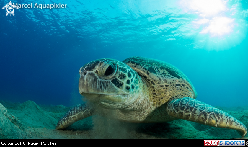 A Green Turtle