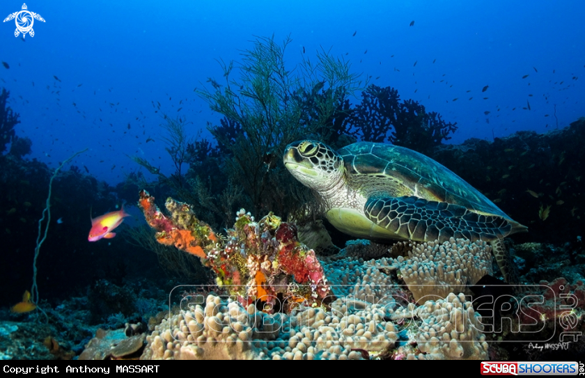 A Green turtle