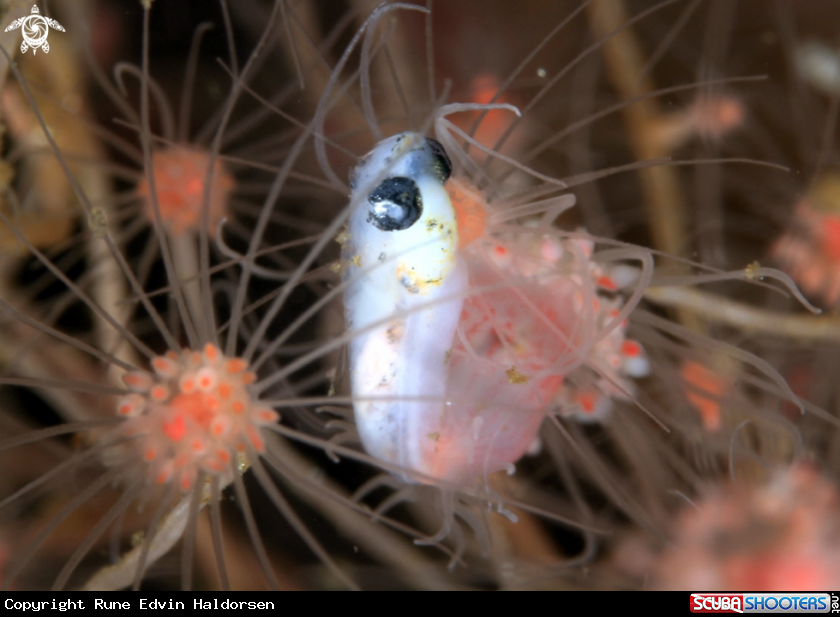 A Hydroid & Goby