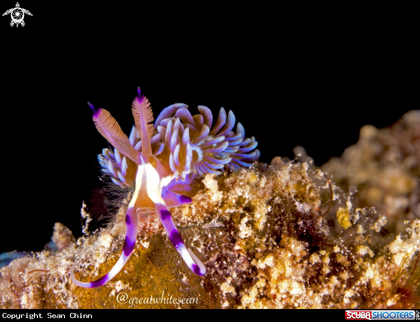 A Nudibranch