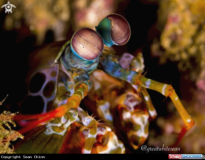 A Peacock Mantis Shrimp