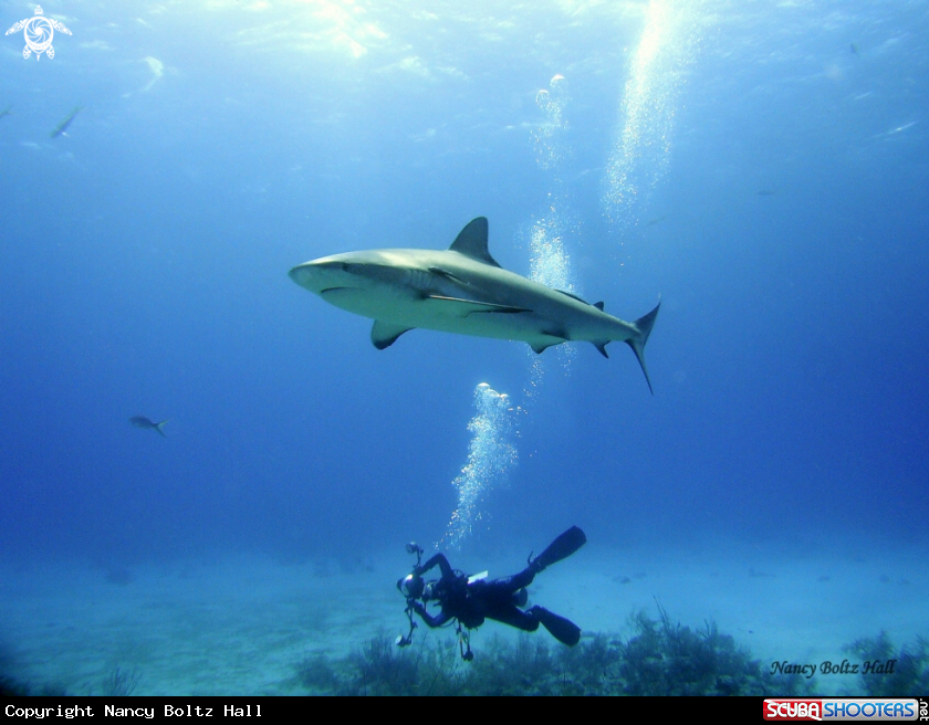 A gray reef shark