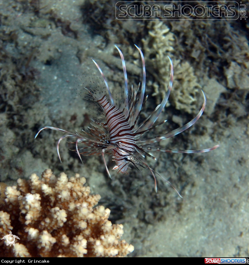 A Firefish