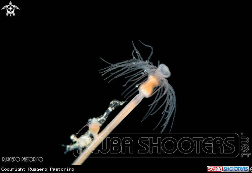 A Hydrozoa and shrimp