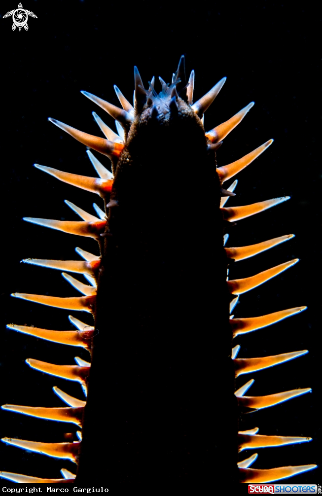 A Stella corazzata