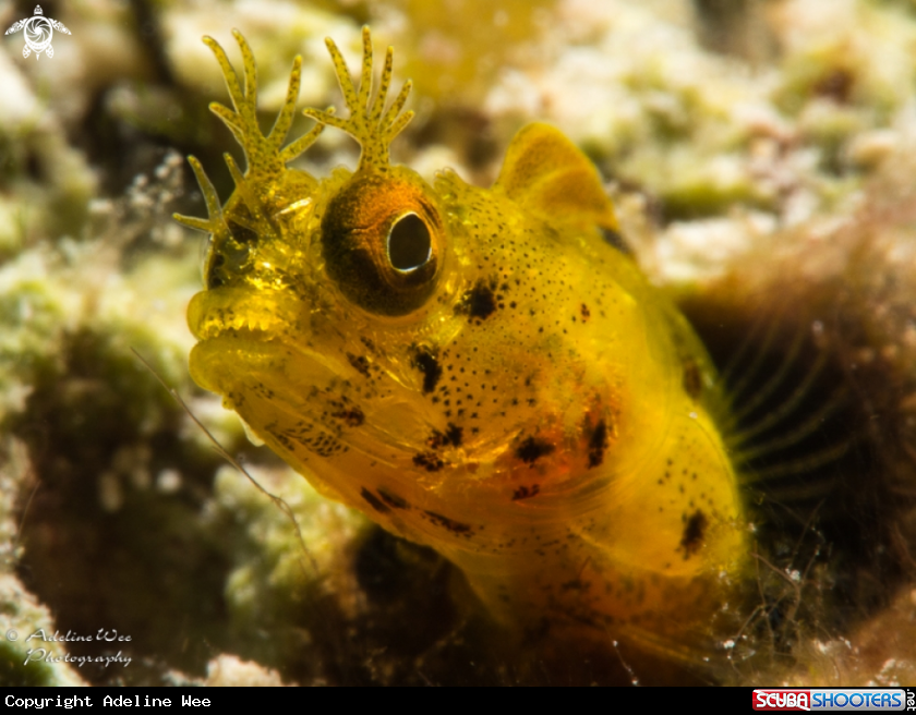 A Roughhead blenny