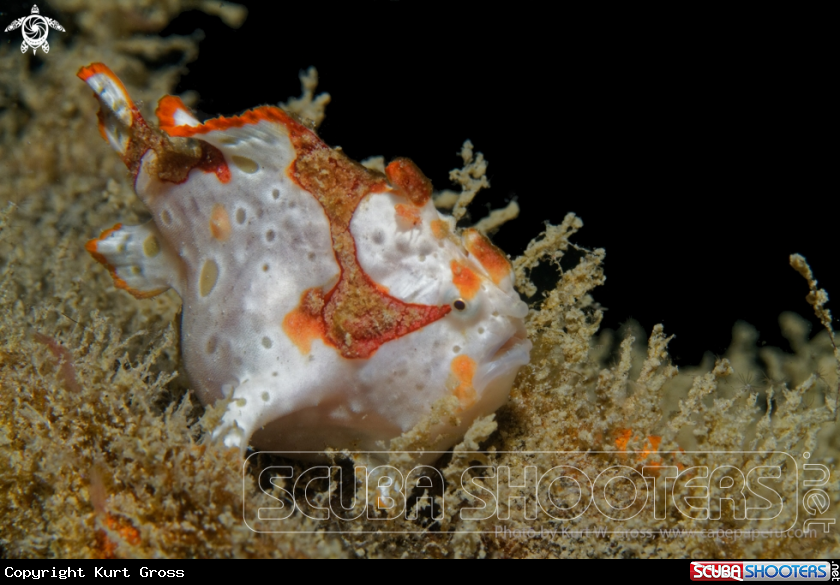A Clown Froggfish