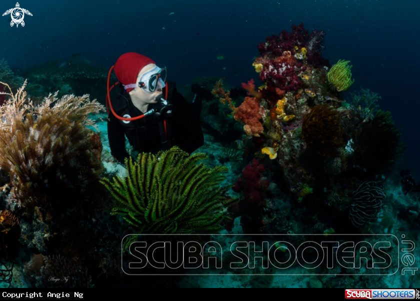 A Diver 