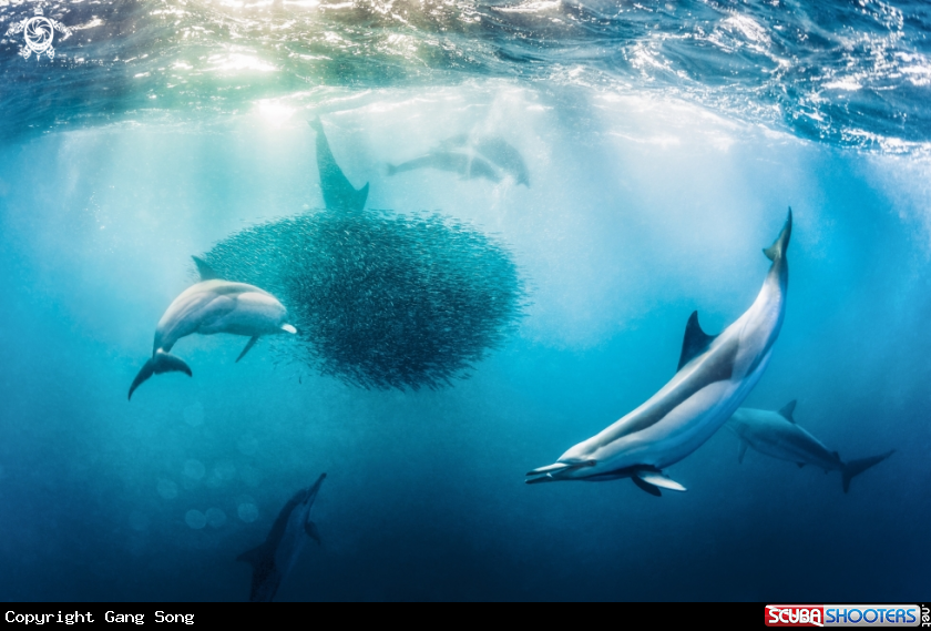 A Dolphin hunting Behaviour