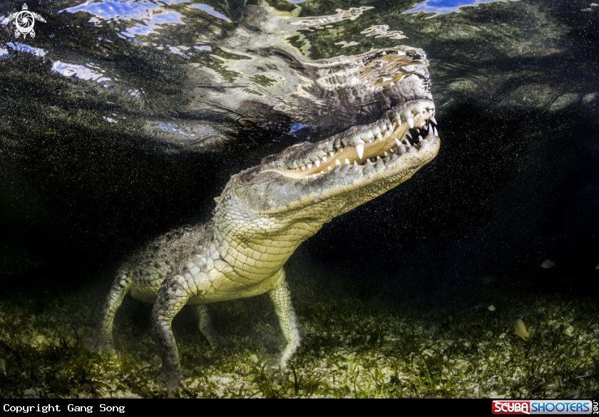 A American	Crocodile