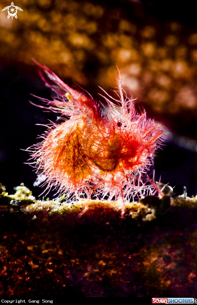A Hairy shirmp