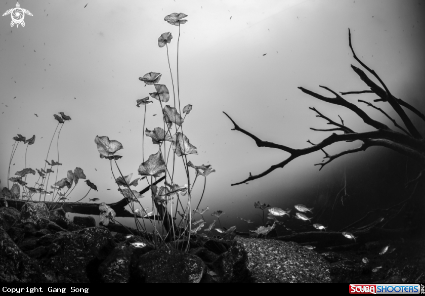 A water plants