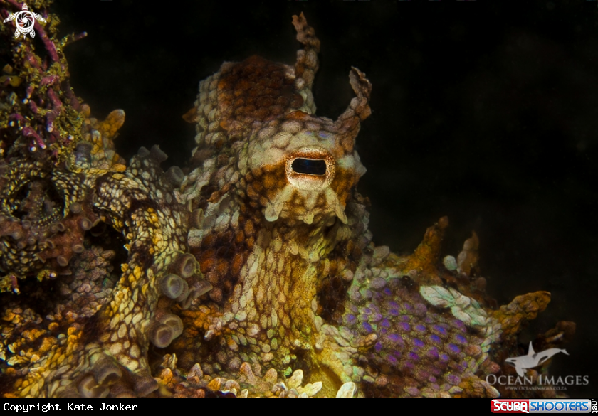 A Octopus