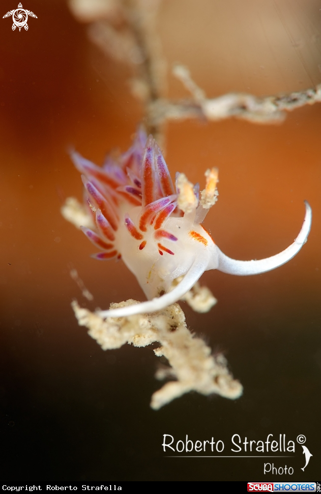 A Cratena peregrina