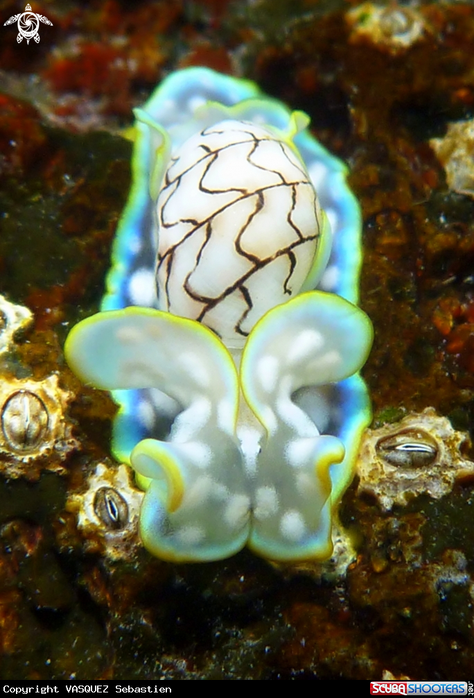 A Micromelo undata