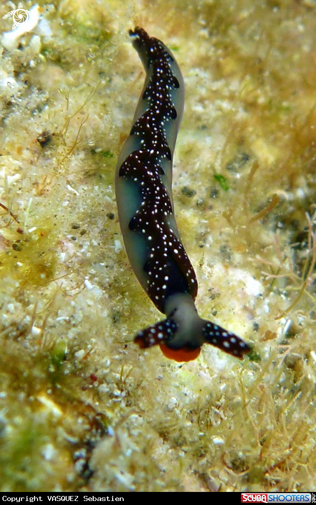 A Thuridilla moebii