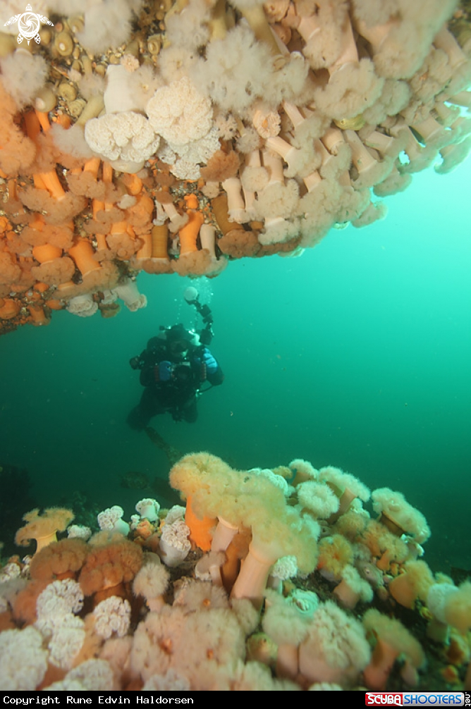 A Diver