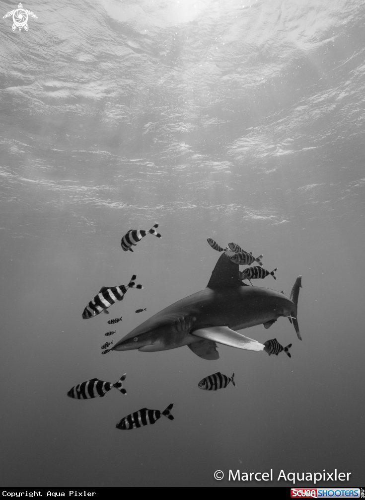 A Oceanic White Tip Shark