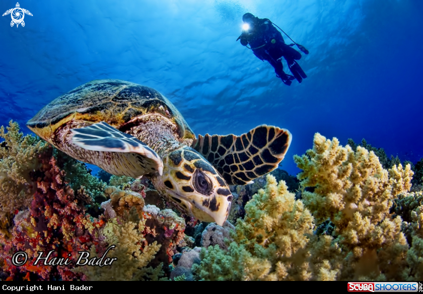 A hawksbill turtle