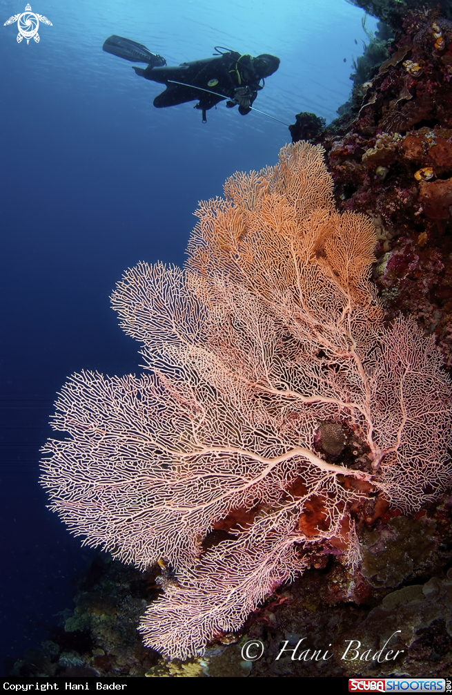 A sea fen